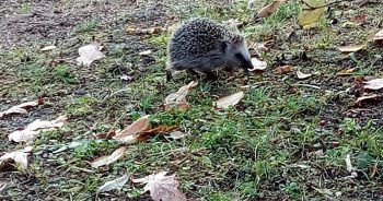 Mieszkaniec naszego ogrodu