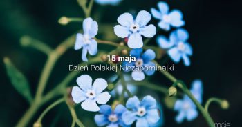 Święto Polskiej Niezapominajki…