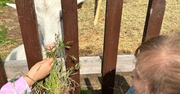 5 latki w gospodarstwie ekologicznym…