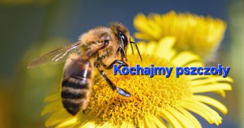 Po co są pszczółki?
