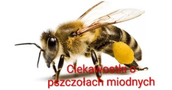 PRACOWITE PSZCZÓŁKI – 6 latki A w Centrum Edukacji