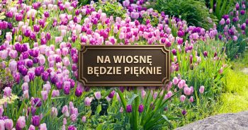 Akcja „Tulipan”